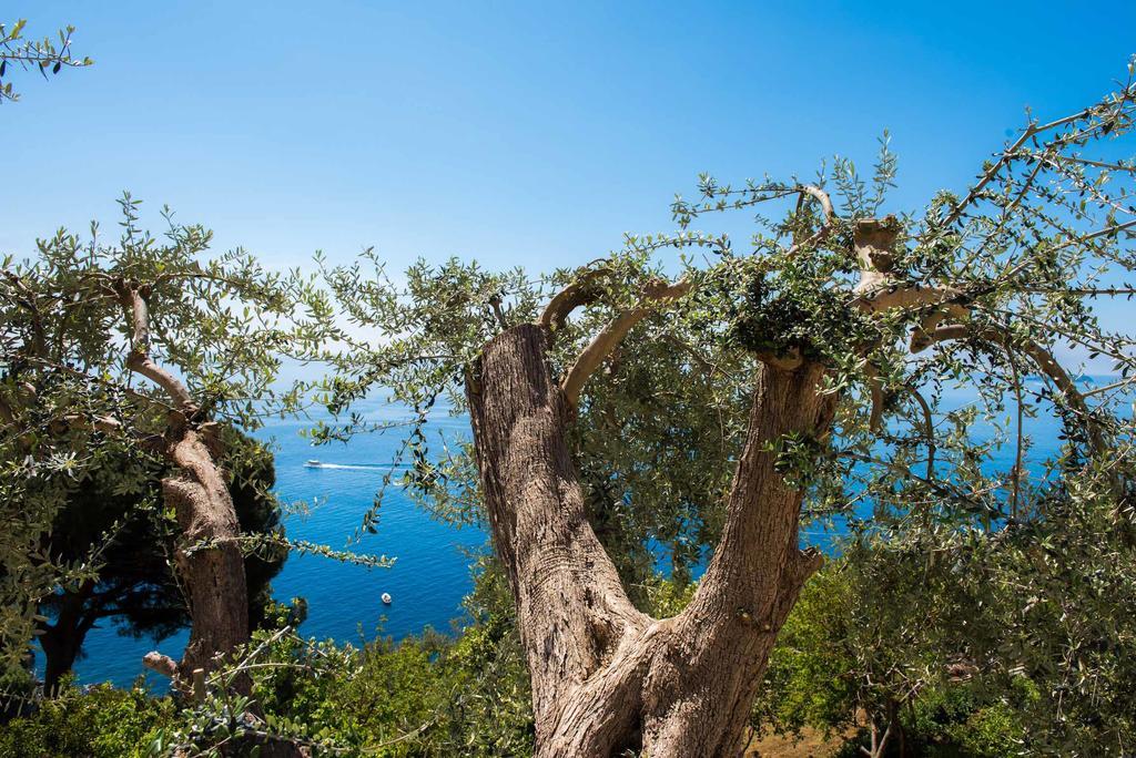 Villa De Rosa Positano Exteriör bild